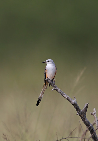 Scissor-tailed Flycatcher