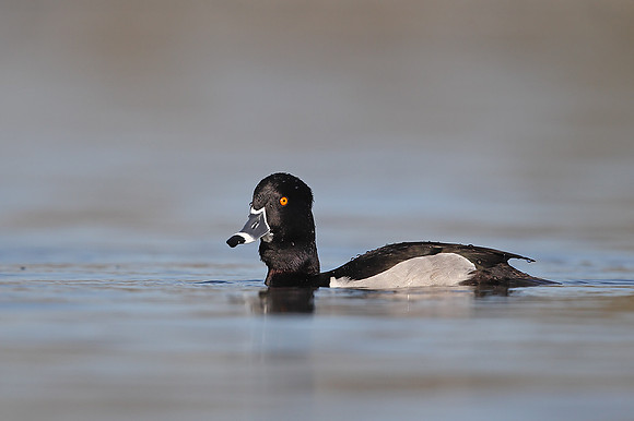 Ring-necked Duck
