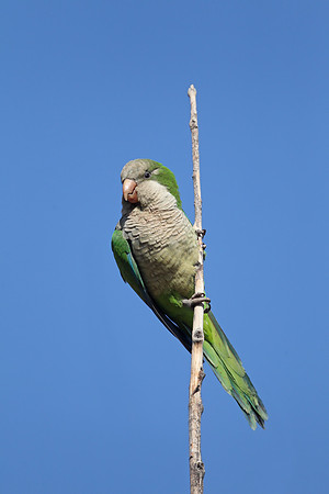 Monk Parakeet