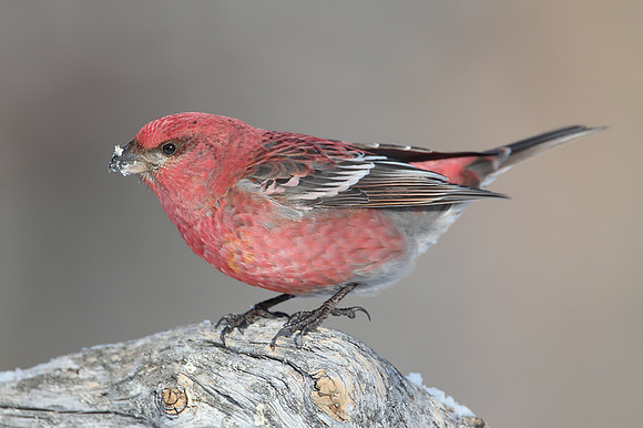 Pine Grosbeak