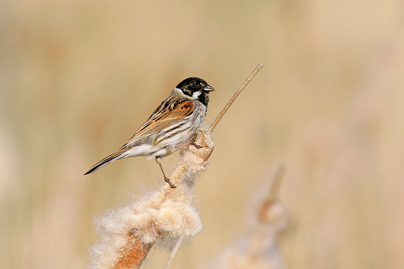 Reed Bunting