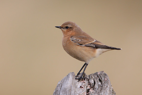 Northern Wheatear