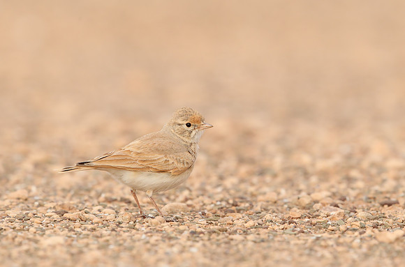 Bar-tailed Desert Lark