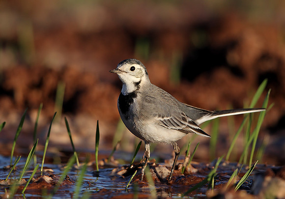 Pied Wagtail