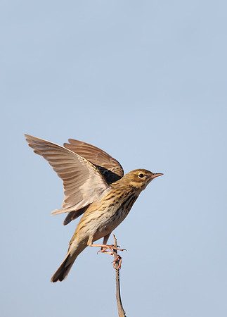 Tree Pipit