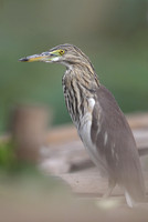 Herons