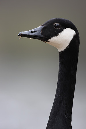 Canada Goose