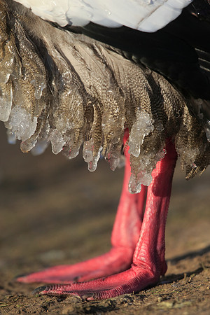 Egyptian Goose