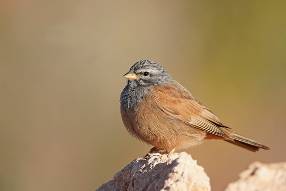 House Bunting