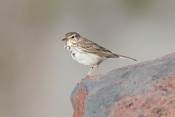 Berthelot's Pipit