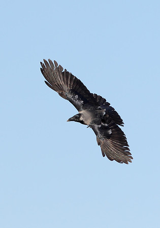 House Crow