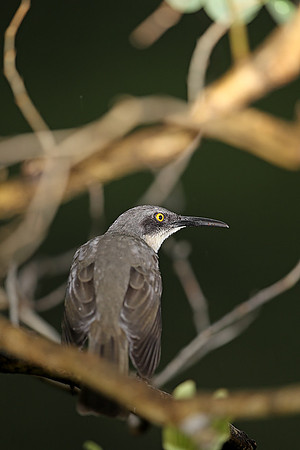 Grey Trembler