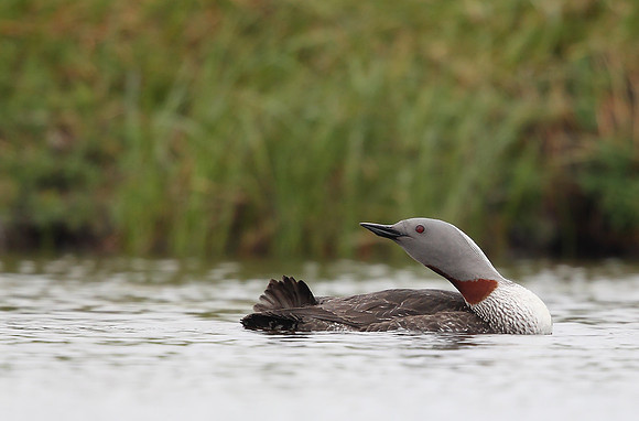 Red-throated Diver
