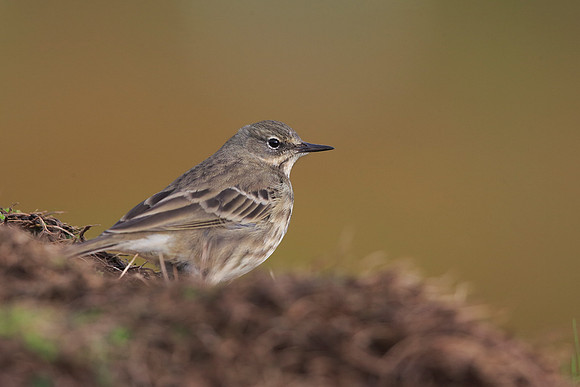 Rock Pipit