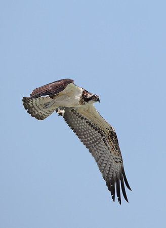 Osprey