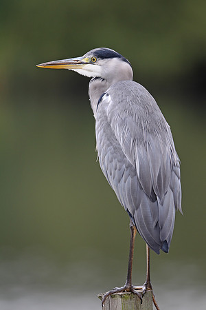 Grey Heron