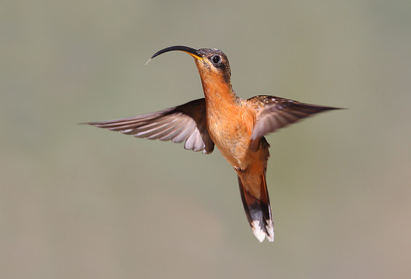 Rufous-breasted Hermit