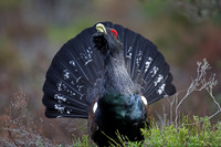 Capercaillie