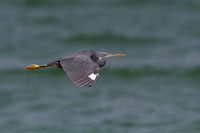 Western Reef Egret