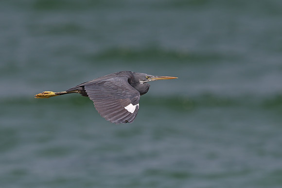 Western Reef Egret