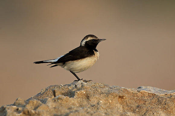 Cyprus Wheatear