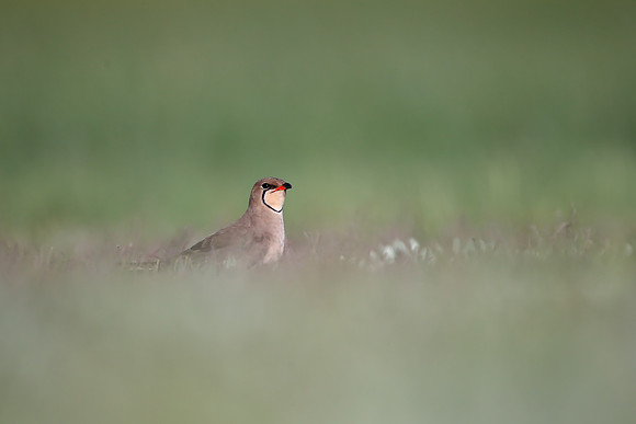 Collared Pratincole