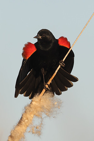 Red-winged Blackbird