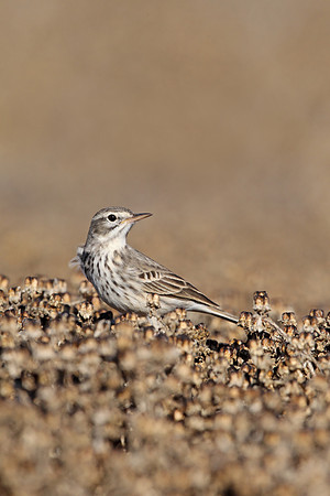 Berthelot's Pipit