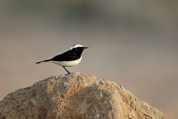 Cyprus Wheatear