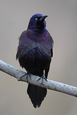 Common Grackle