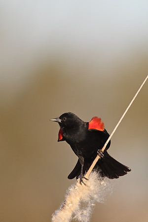 Red-winged Blackbird