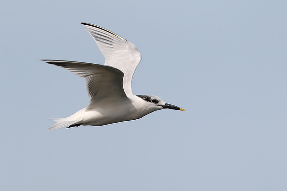 Sandwich Tern