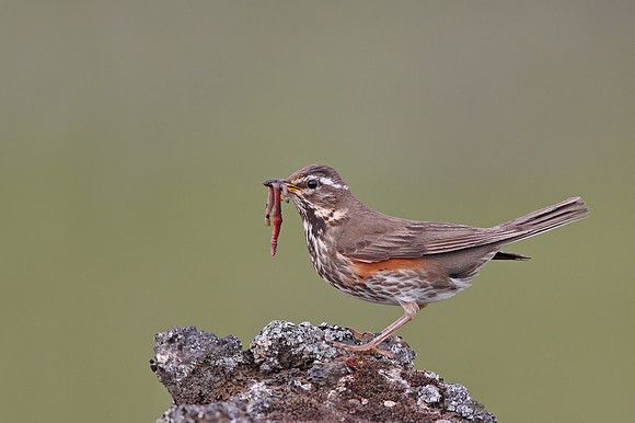 Redwing