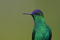 Violet-capped Woodnymph