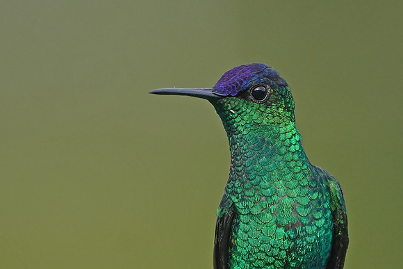 Violet-capped Woodnymph