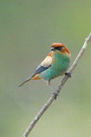 Chestnut-backed Tanager