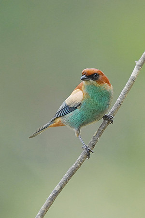 Chestnut-backed Tanager
