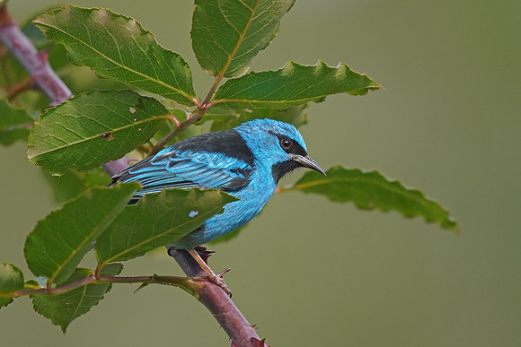 Blue Dacnis