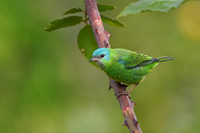 Blue Dacnis