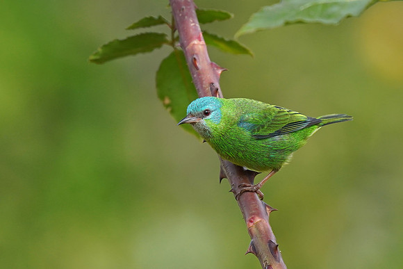 Blue Dacnis