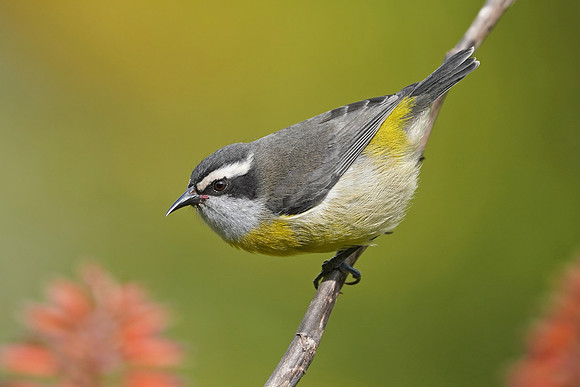 Bananaquit