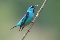 Blue Dacnis