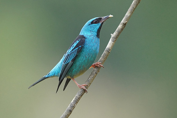 Blue Dacnis