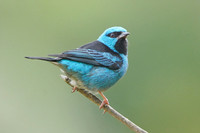 Blue Dacnis