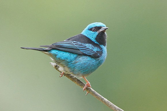 Blue Dacnis