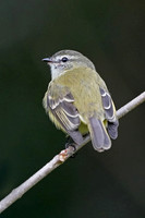 Planalto Tyrannulet
