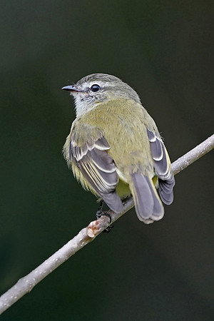 Planalto Tyrannulet