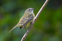 Planalto Tyrannulet