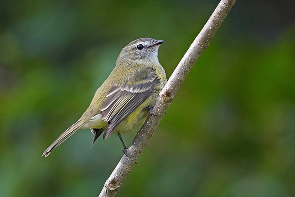 Planalto Tyrannulet