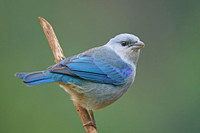 Azure-shouldered Tanager